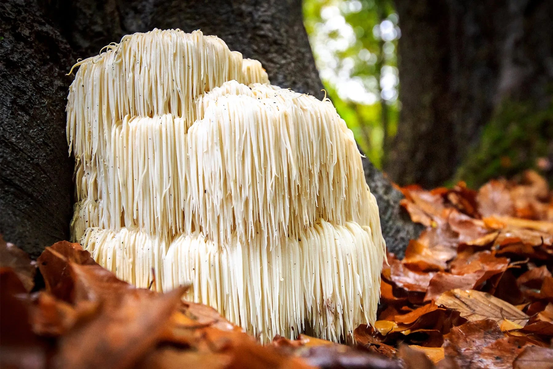 Lion's Mane FAQ: What It Is & Why It's Trending Now 