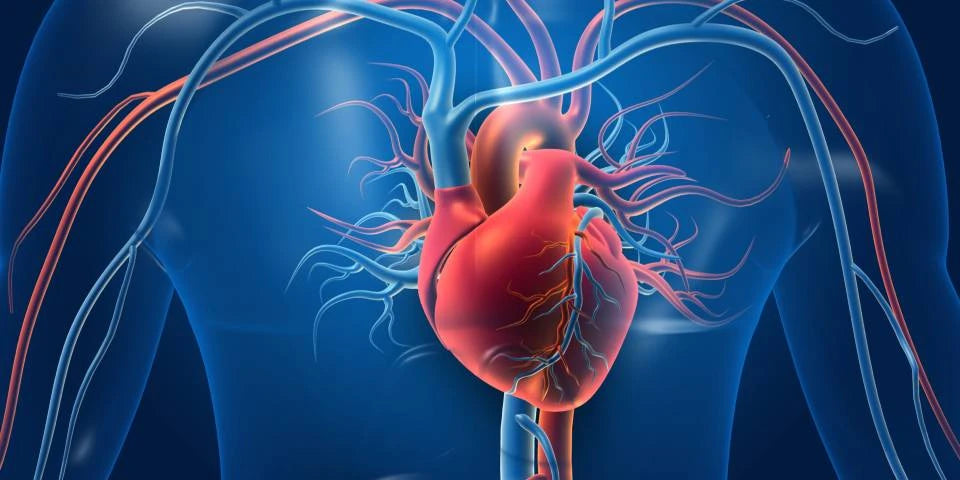 Essential Heart Health Checklist: Your Guide to a Healthy Heart 