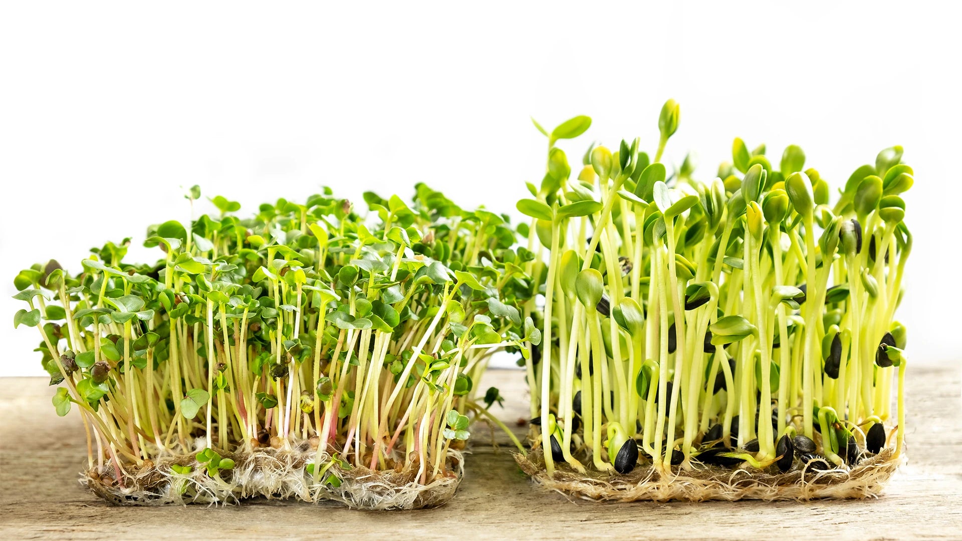 A variety of fresh sprouts, highlighting their nutritional value for protein intake 