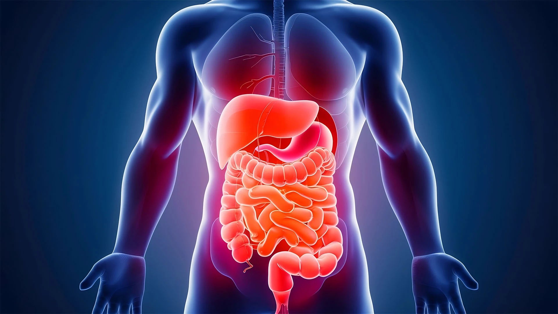 Illustration of a healthy gut with beneficial bacteria, symbolizing gut health boosters for IBS relief. 