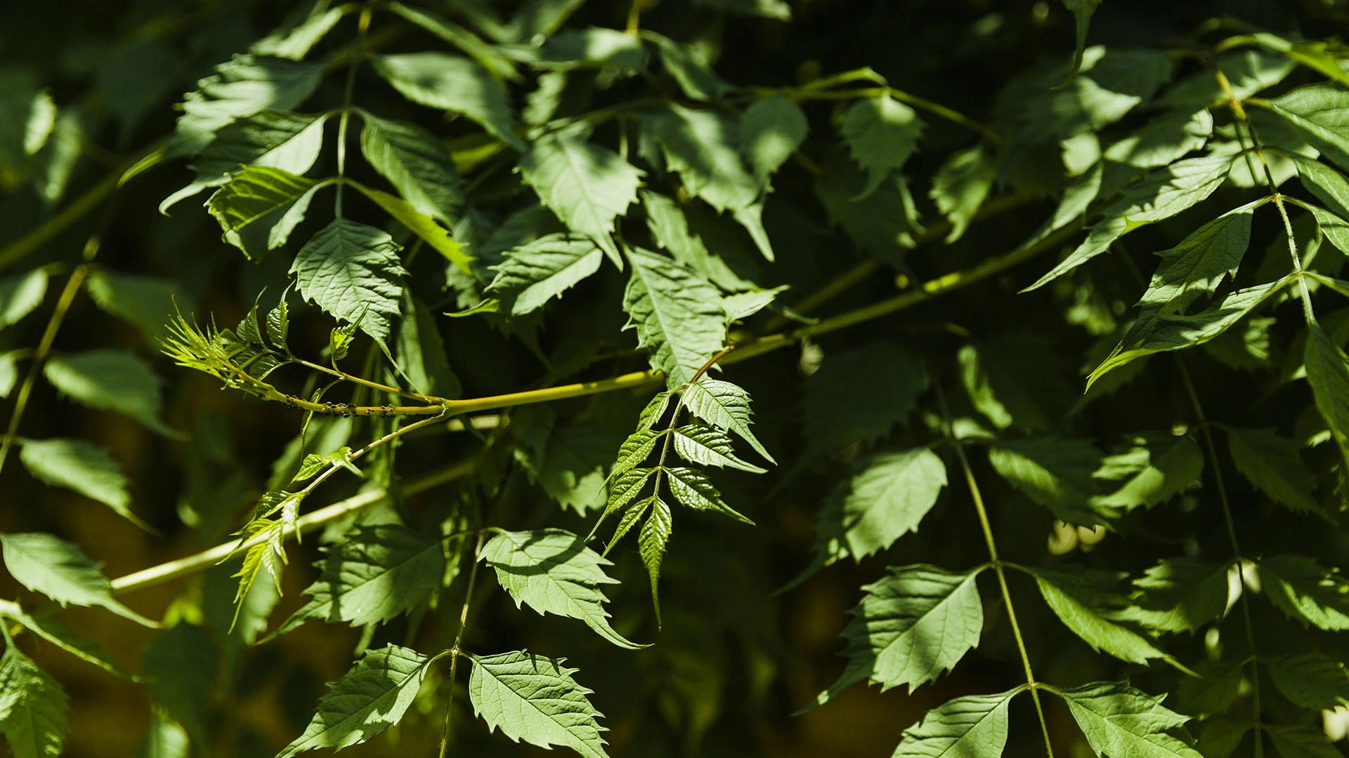 Blog Banner - 7.webp 