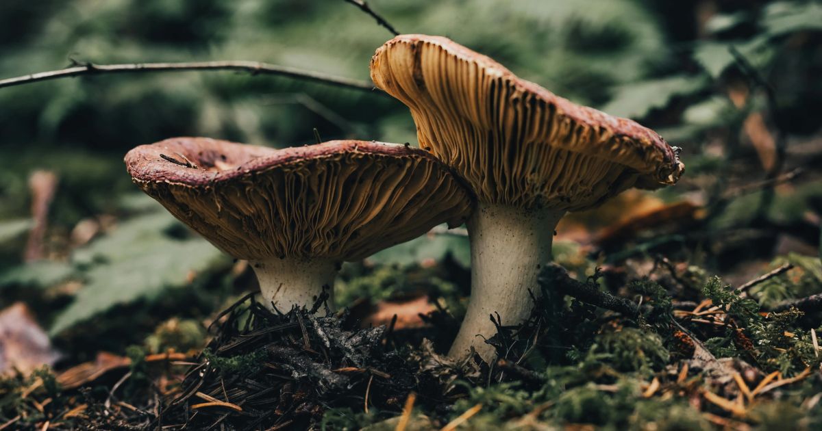 Best Mushrooms for Immune System: A Step-by-Step Guide 