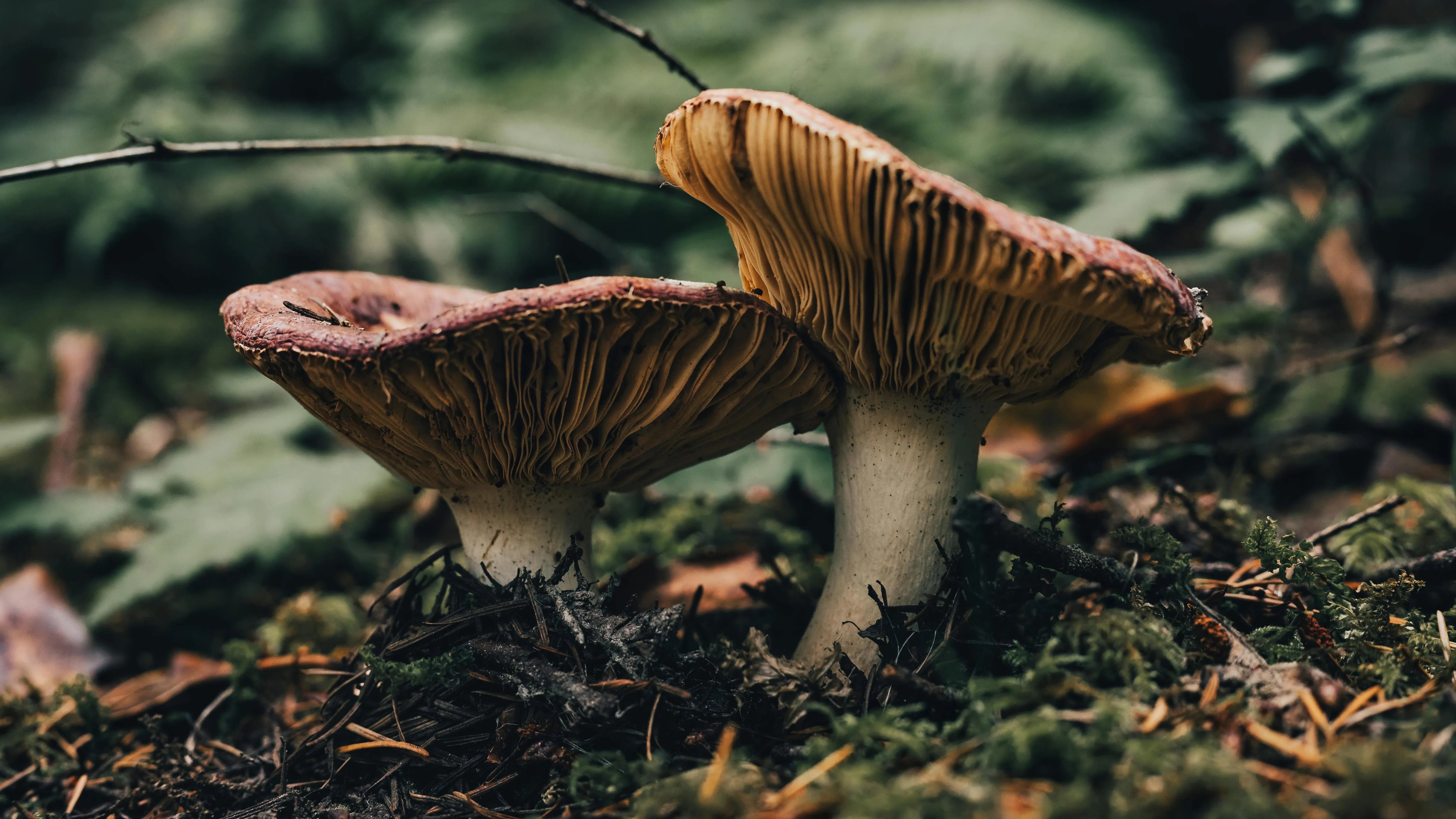 Essential Nootropics & Adaptogenic Mushrooms Checklist for Focus 