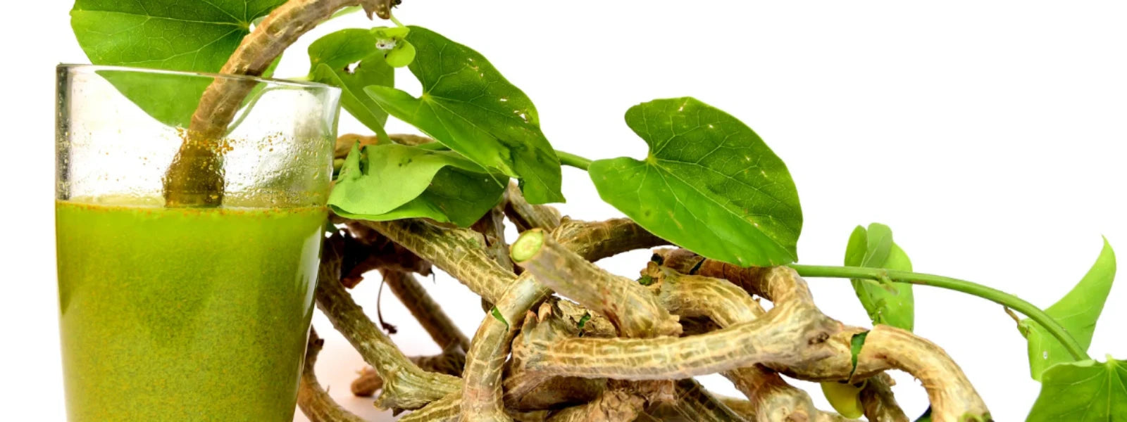 Giloy Benefits for Male: Your FAQ Guide 