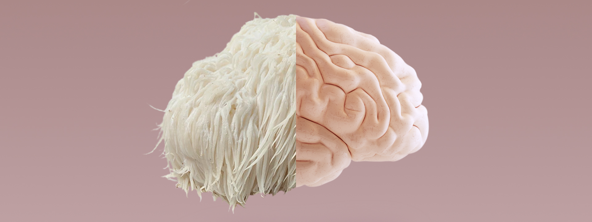 How Lion's Mane Boosts Brain Power: A Deep Dive 