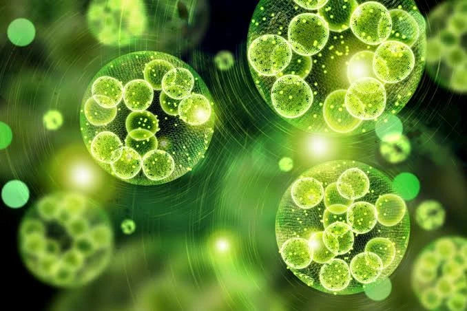 9 Algae Oil Benefits: Your Guide to Vegan DHA & EPA 